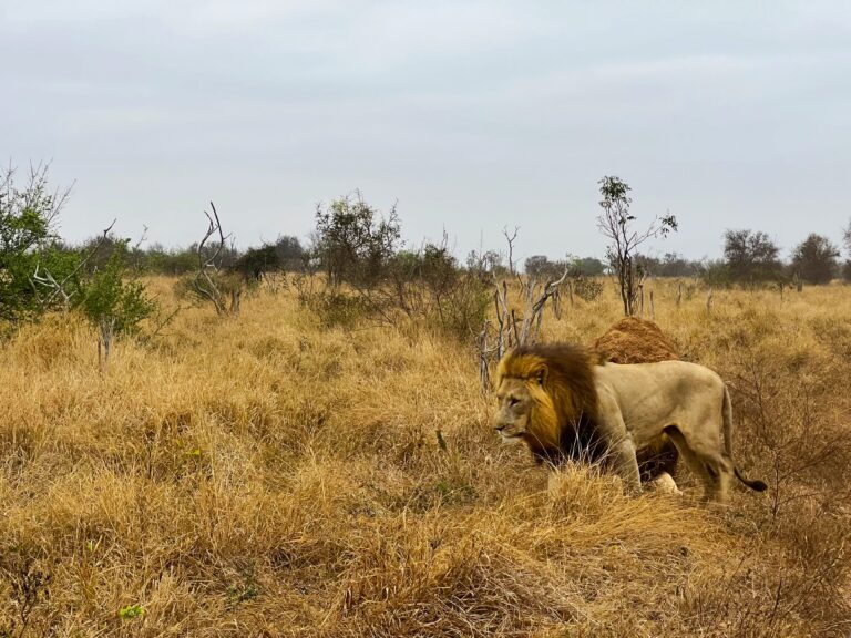 Itinerario de viaje a Sudáfrica por libre en 10, 15 y 20 días.