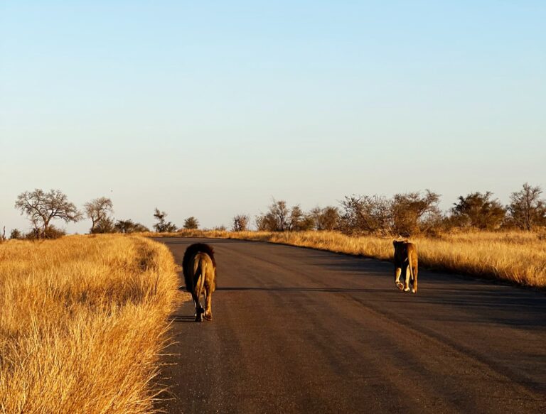 Toda la información para visitar el Parque Nacional Kruger por libre