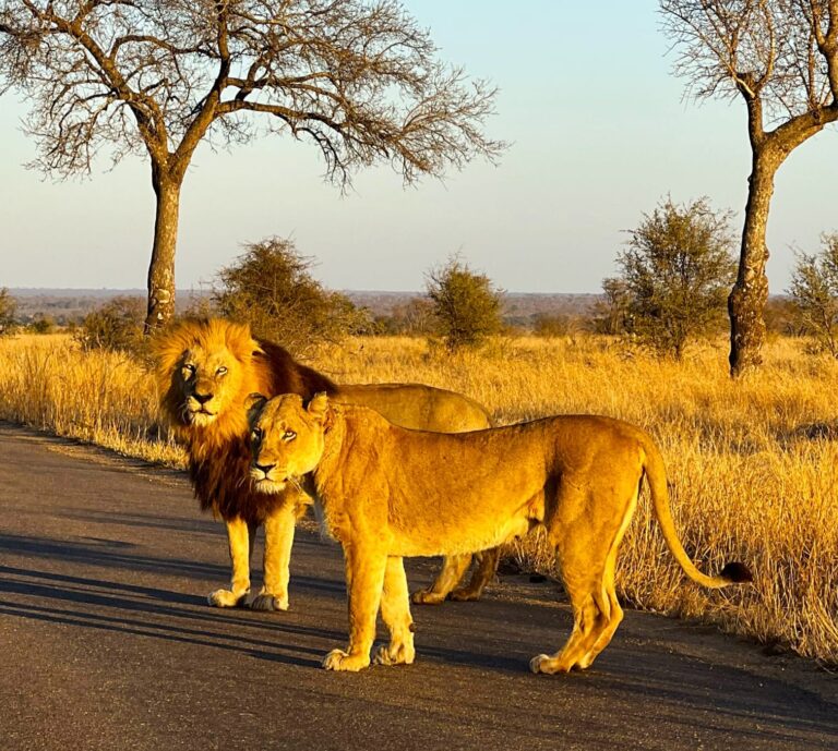 Consejos para ver a los felinos en el Kruger