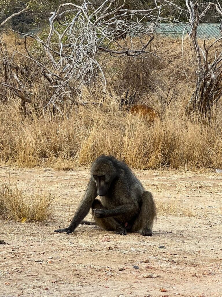 ¿Merece la pena viajar a Sudáfrica?