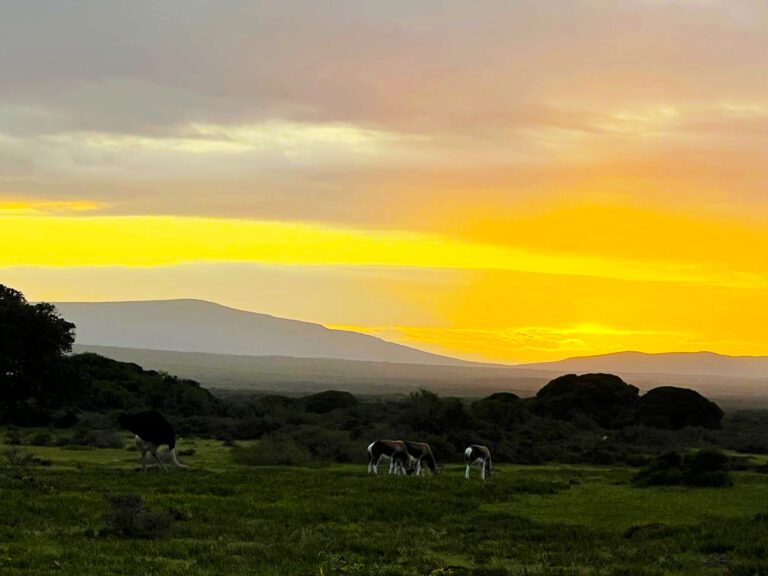 Qué hacer en la Reserva Natural de De Hoop. Paradas desde Hermanus