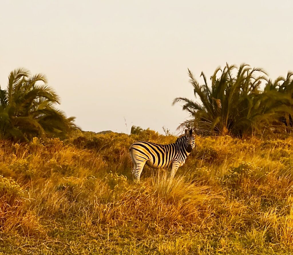 Viajar a Sudáfrica por llibre: iSimangaliso Wetland Park