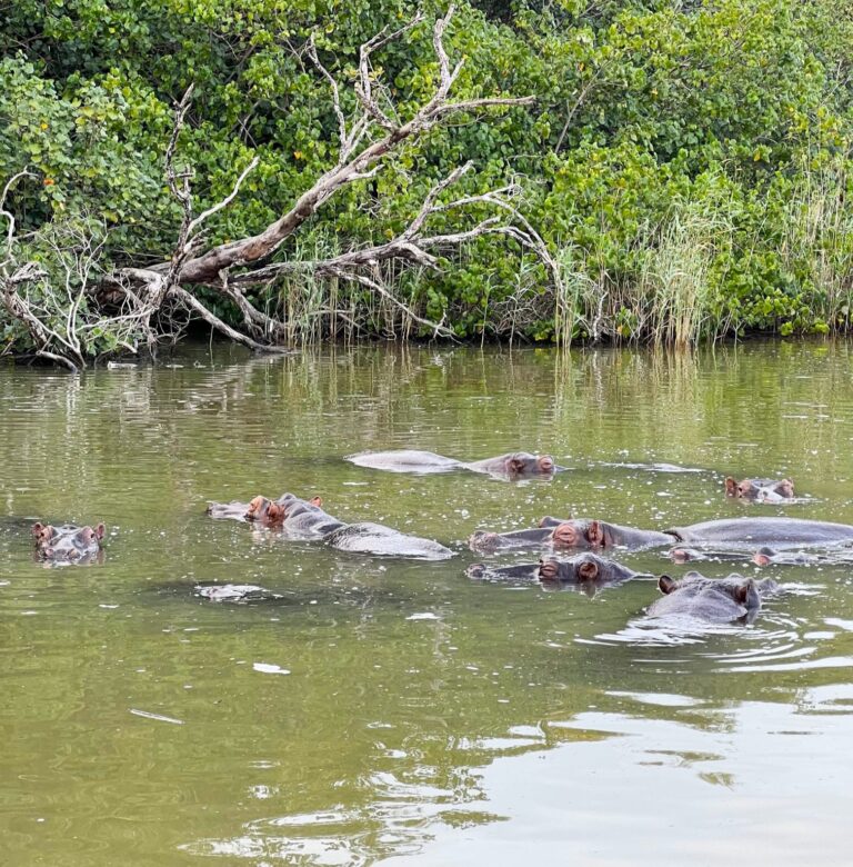 Visitar el estuario de hipopótamos de Santa Lucía