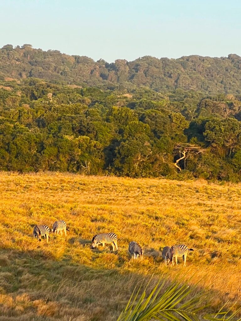 Qué hacer en iSimangaliso Wetland Park