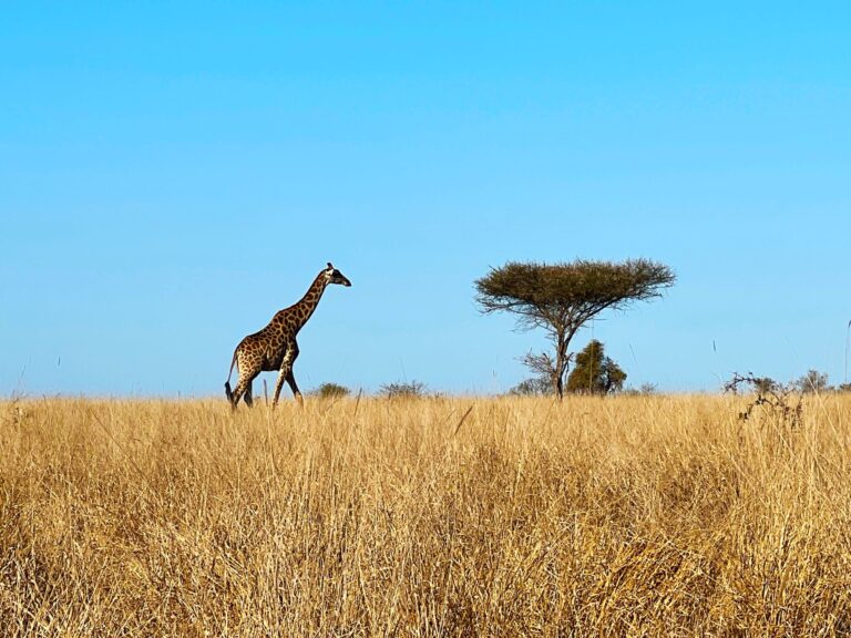 Empezar a preparar un viaje a Sudáfrica por libre