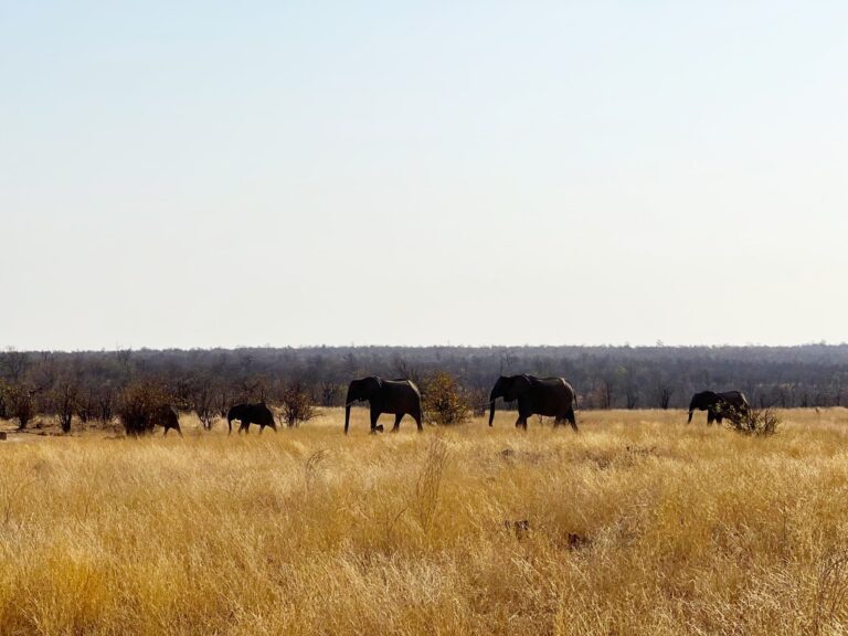 Visitar el Parque Nacional Kruger en 6 días