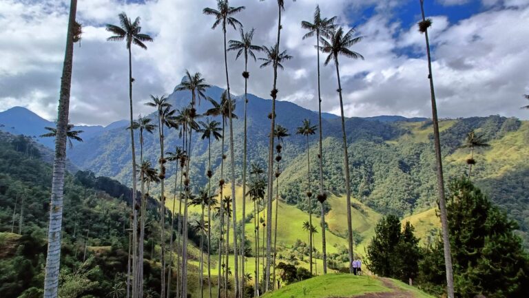 Valle de Cocora por libre. Las mejores rutas y cómo llegar