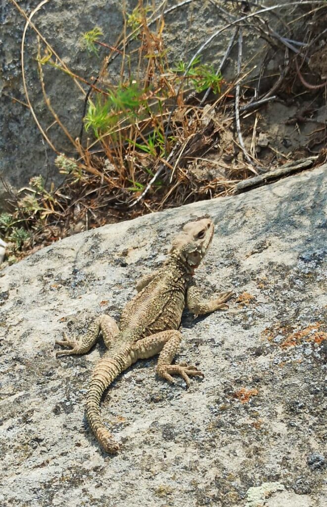 Un lagarto, los curiosos pobladores de Uplistsikhe.