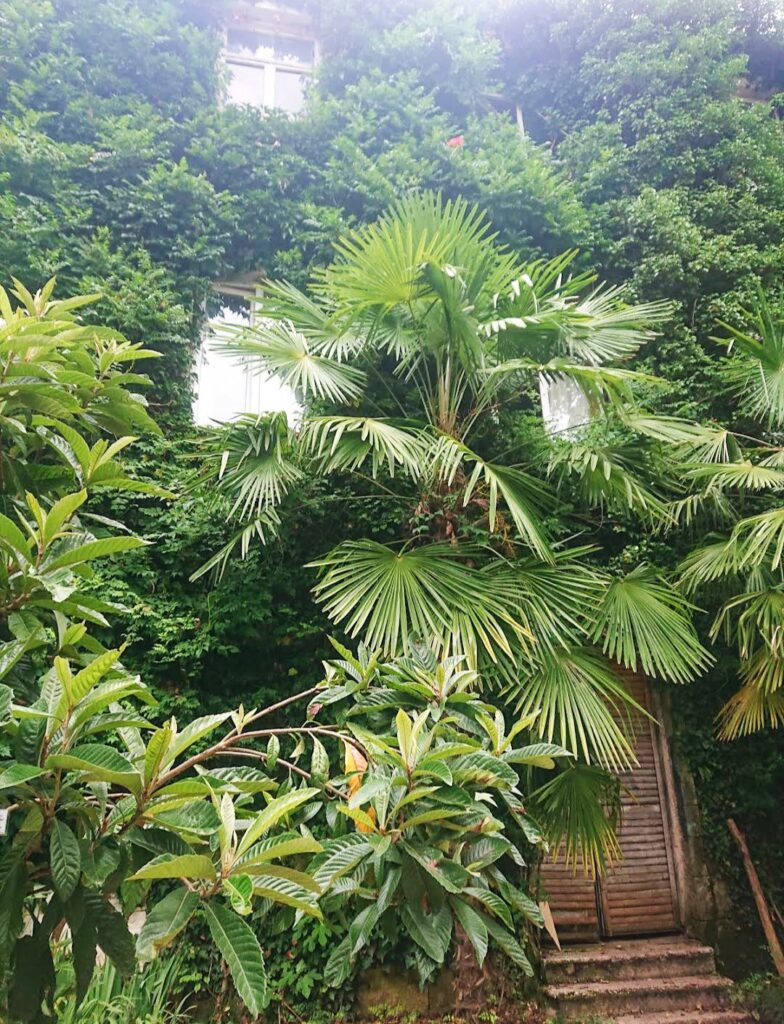El Jardín Botánico de Kutaisi.