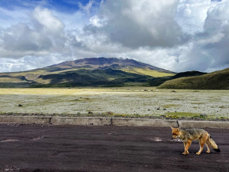 Cómo visitar el Parque Nacional Cotopaxi por libre: guía completa